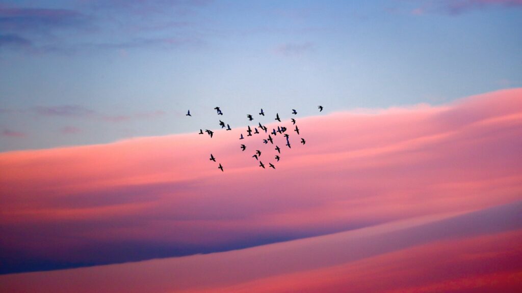 Birds migration