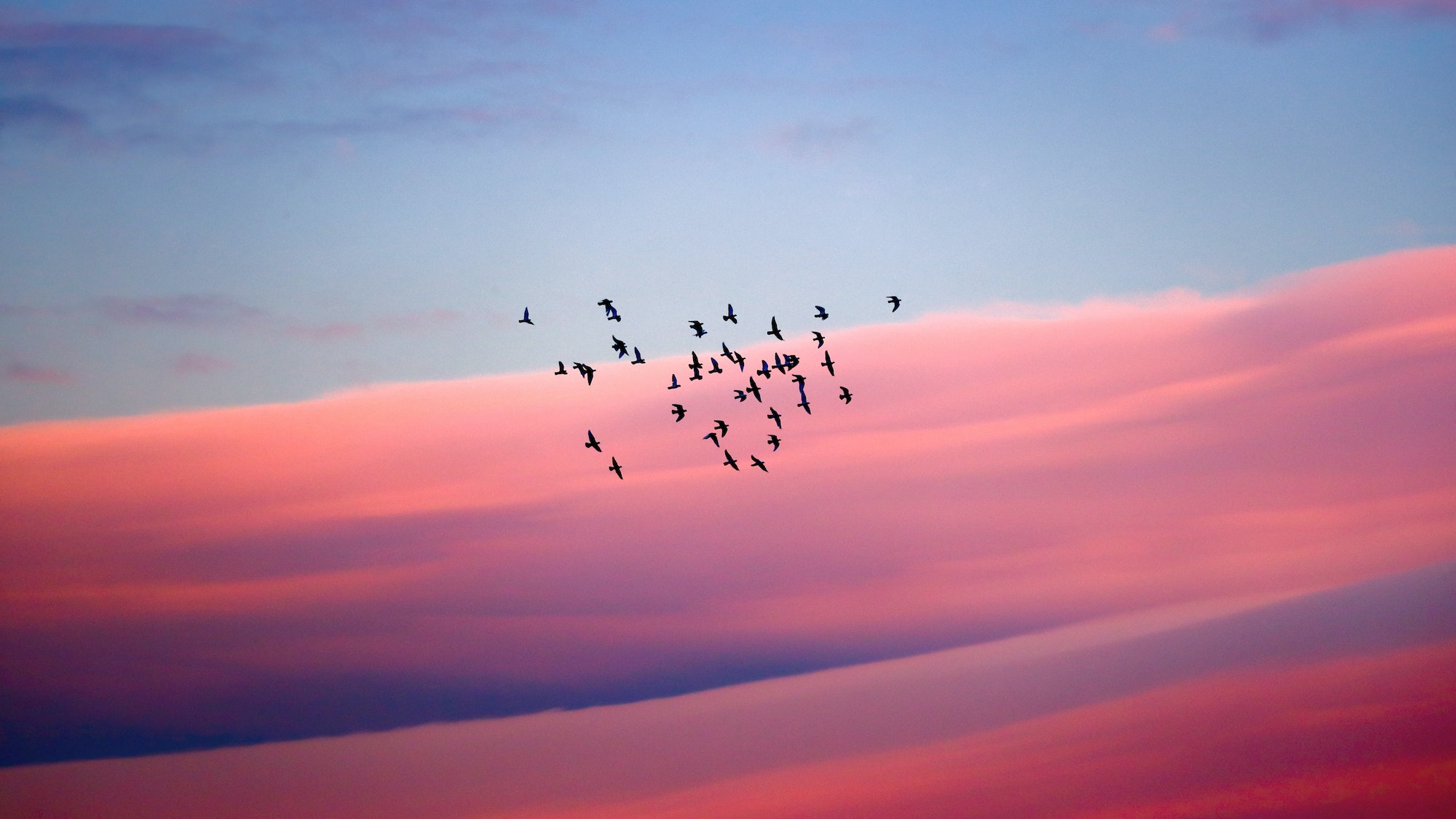 Birds migration
