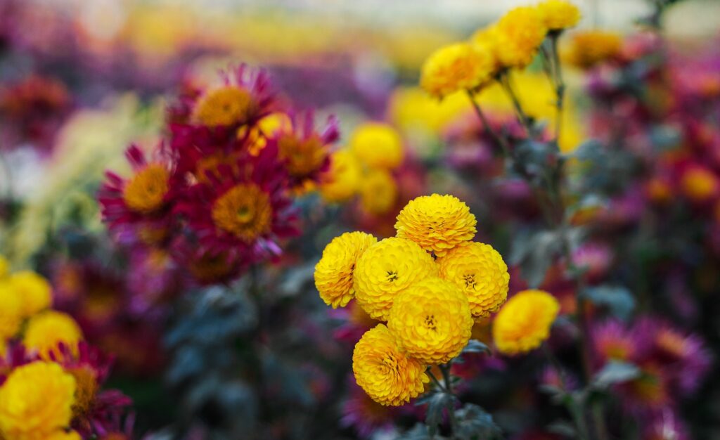 Chrysanthemums flowers