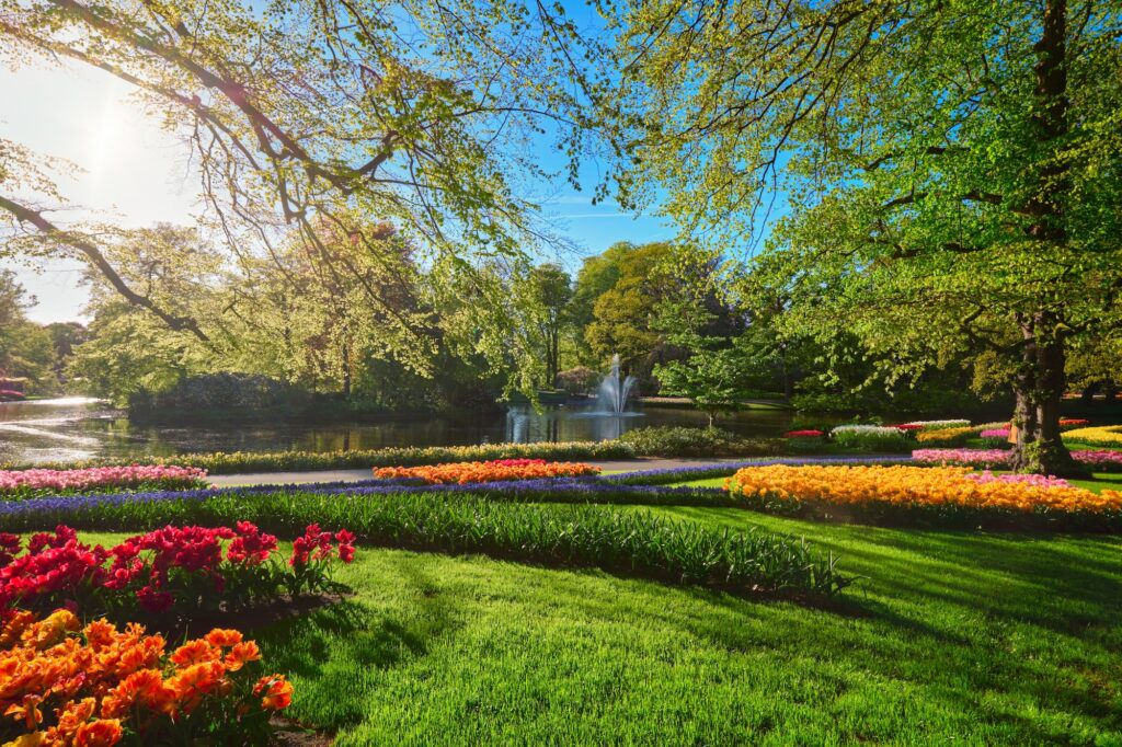 Keukenhof flower garden. Lisse, the Netherlands