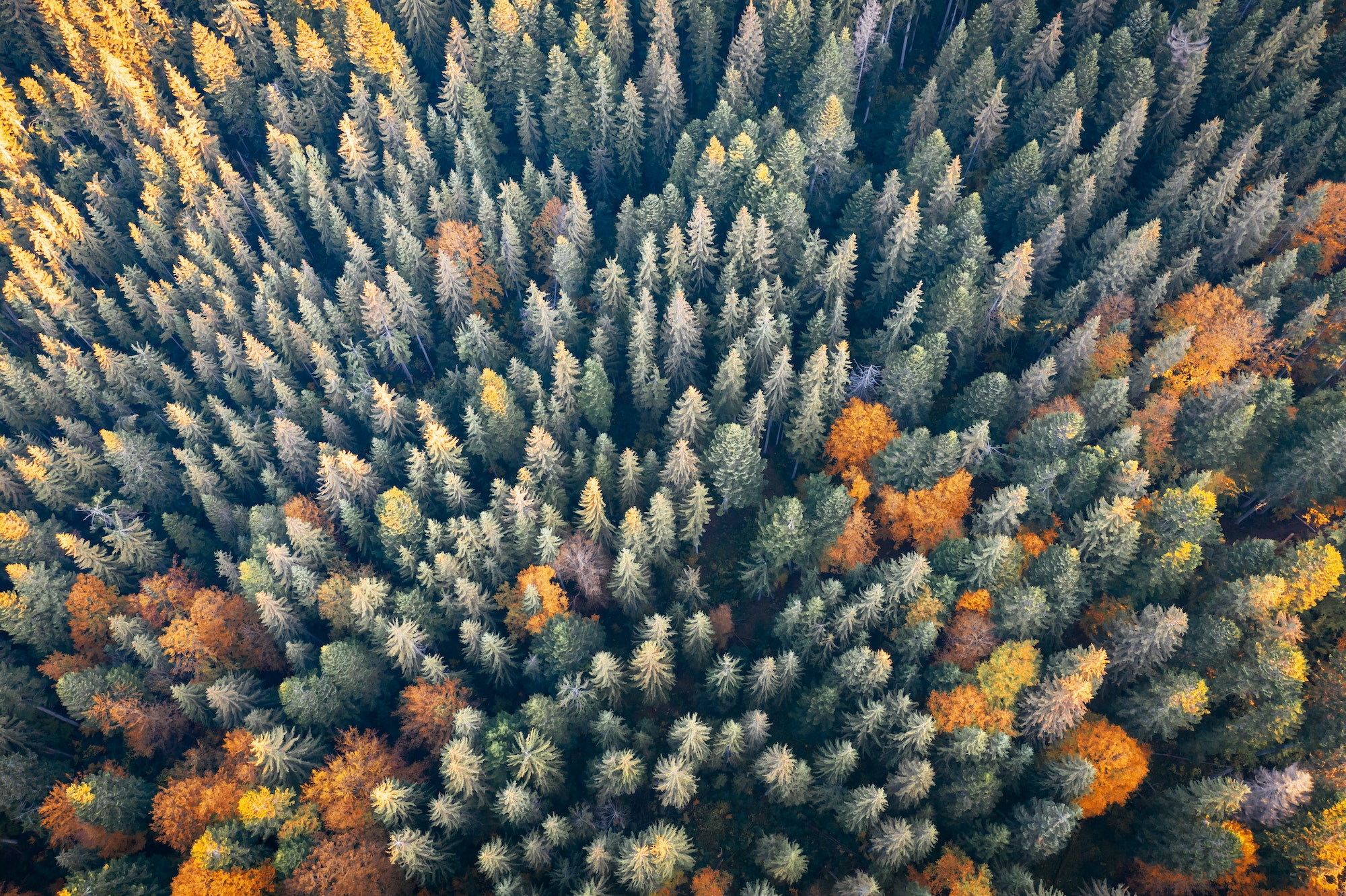 Orange and red autumn trees in colorful forest